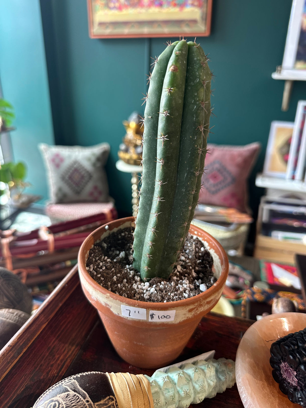 San Pedro 9.5”