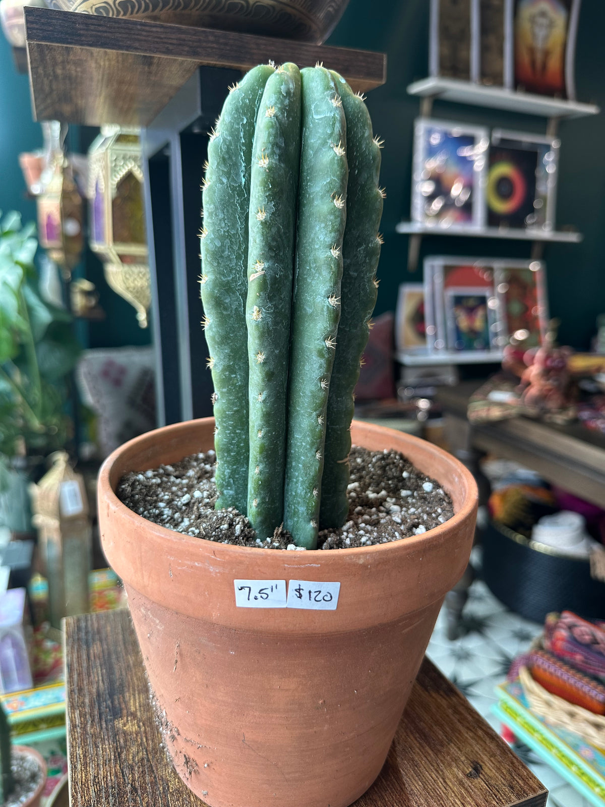 San Pedro 7.5” (thicker one)