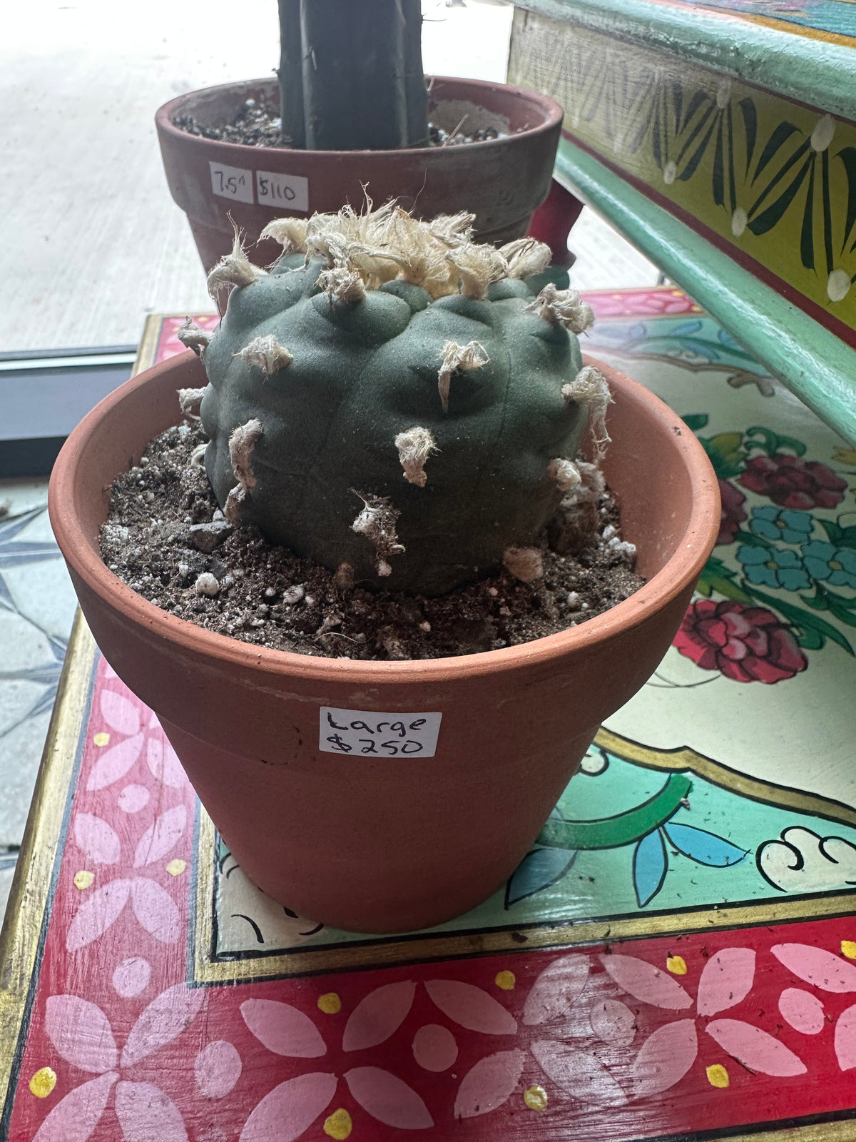 Peyote Button Large