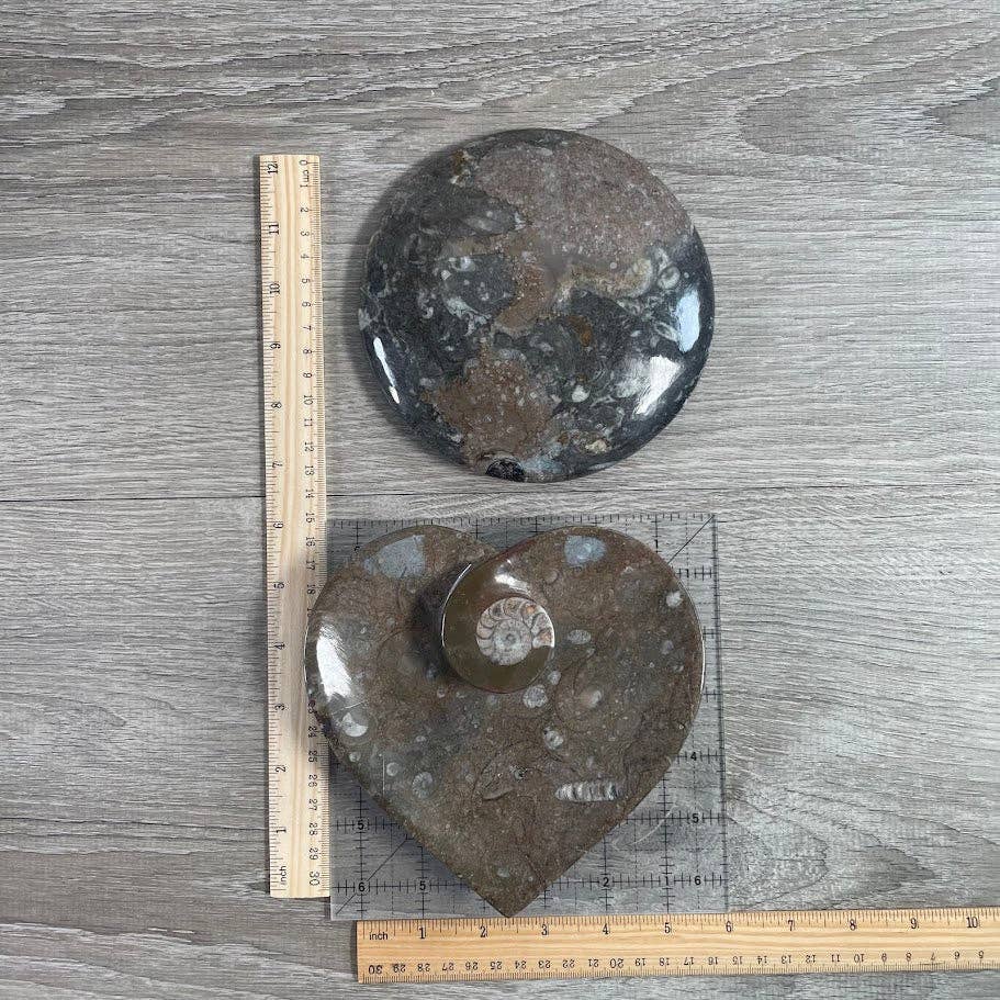 Ammonite Fossil Bowls | Genuine Fossil Crystal Dish