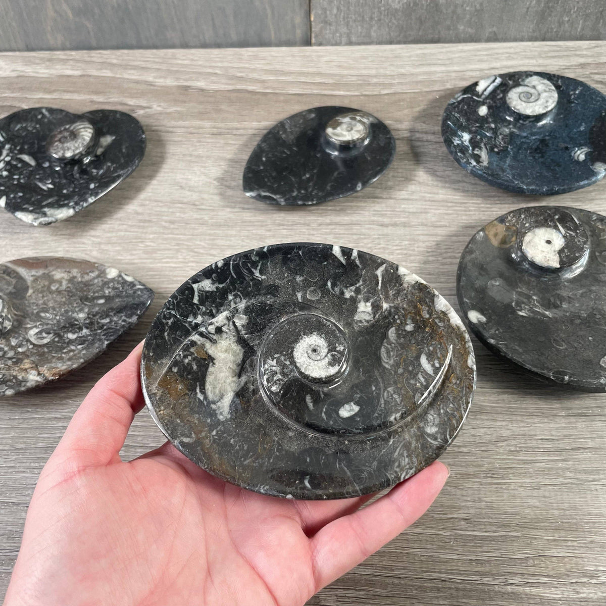 Ammonite Fossil Bowls | Genuine Fossil Crystal Dish