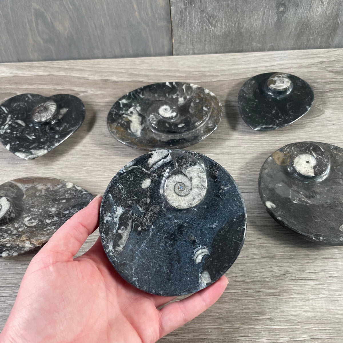 Ammonite Fossil Bowls | Genuine Fossil Crystal Dish