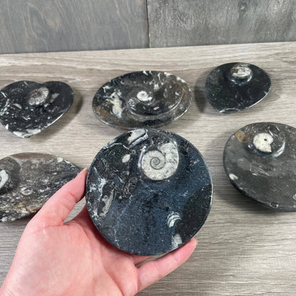 Ammonite Fossil Bowls | Genuine Fossil Crystal Dish