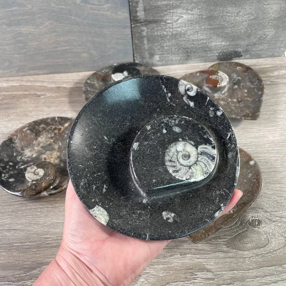 Ammonite Fossil Bowls | Genuine Fossil Crystal Dish