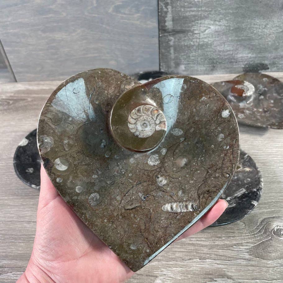 Ammonite Fossil Bowls | Genuine Fossil Crystal Dish