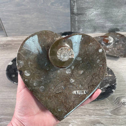 Ammonite Fossil Bowls | Genuine Fossil Crystal Dish