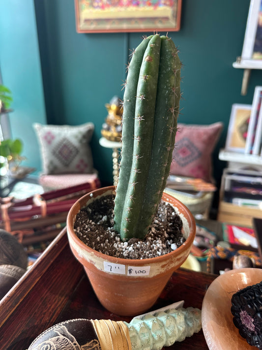 San Pedro 9.5”