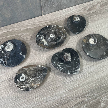 Ammonite Fossil Bowls | Genuine Fossil Crystal Dish