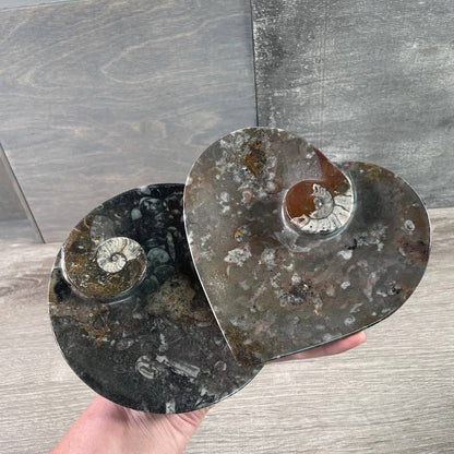 Ammonite Fossil Bowls | Genuine Fossil Crystal Dish