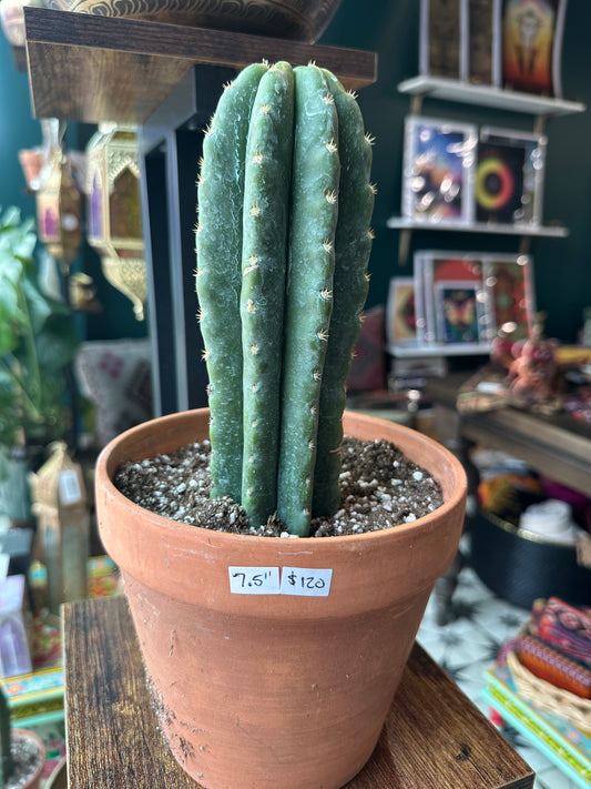 San Pedro 7.5” (thicker one)
