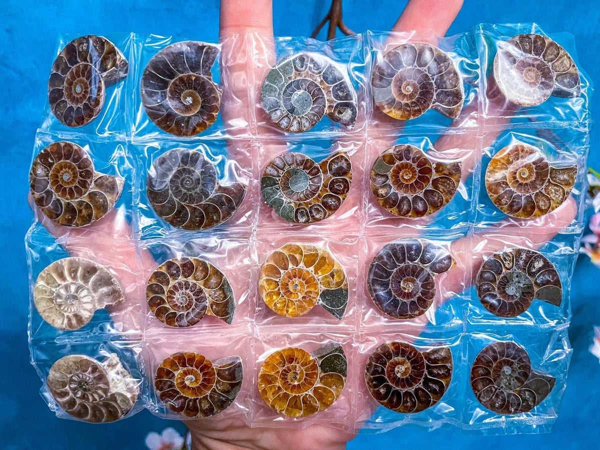 Ammonite Fossil | Sacred Geometry Fossil from Madagascar