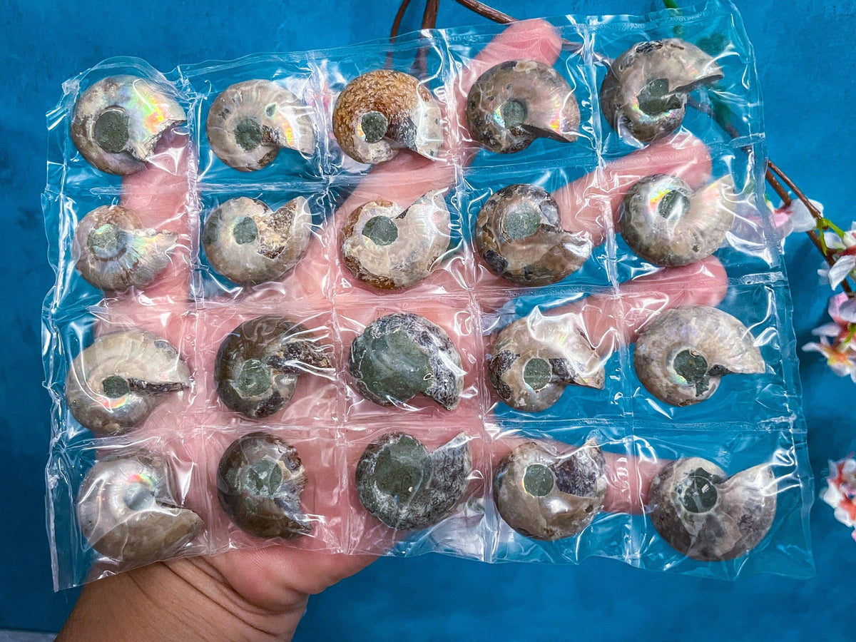 Ammonite Fossil | Sacred Geometry Fossil from Madagascar
