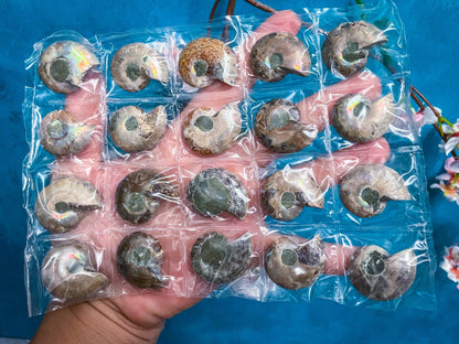 Ammonite Fossil | Sacred Geometry Fossil from Madagascar