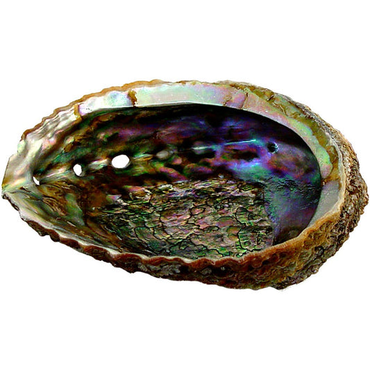 Abalone Shell 6–7" | Natural Abalone Shell