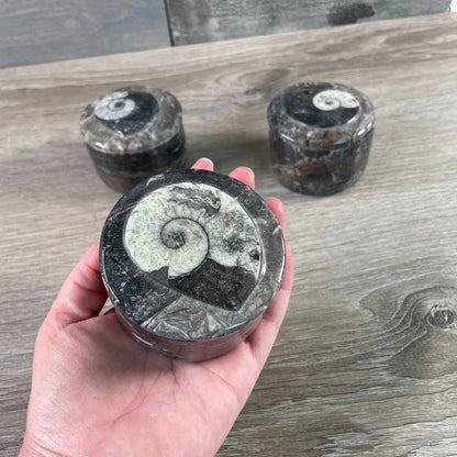 Ammonite Fossil Bowls | Genuine Fossil Crystal Dish
