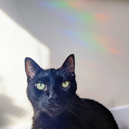 Moth Rainbow Suncatcher | Prismatic Window Cling