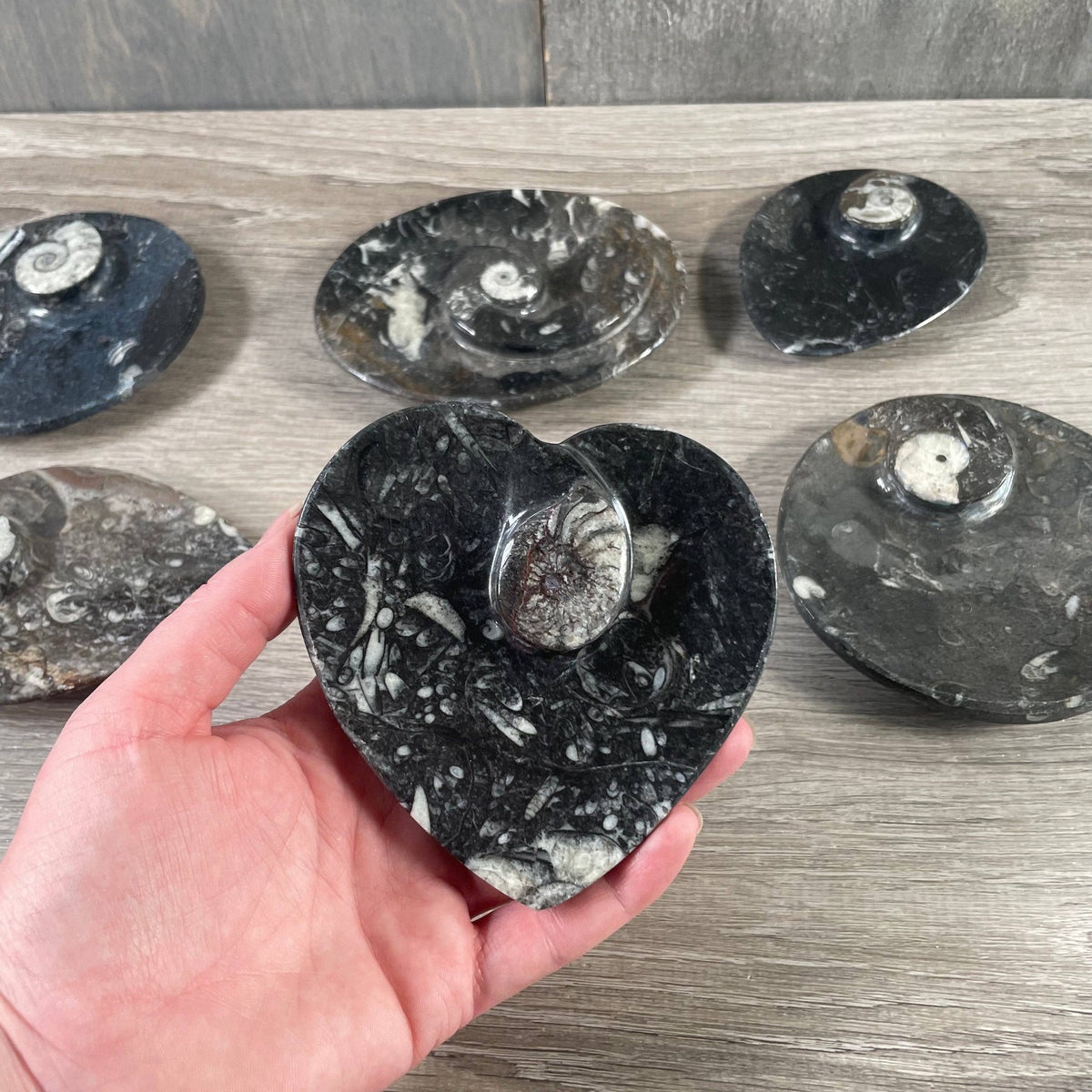 Ammonite Fossil Bowls | Genuine Fossil Crystal Dish
