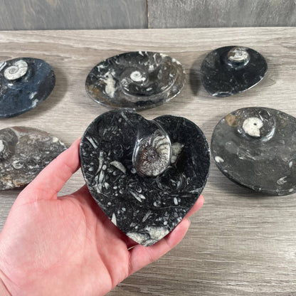 Ammonite Fossil Bowls | Genuine Fossil Crystal Dish