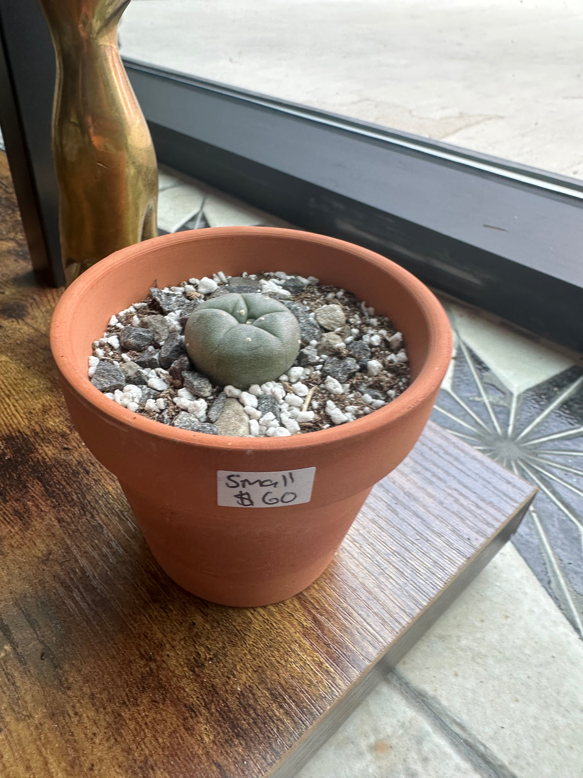 Peyote Button Small