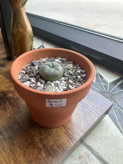 Peyote Button Small