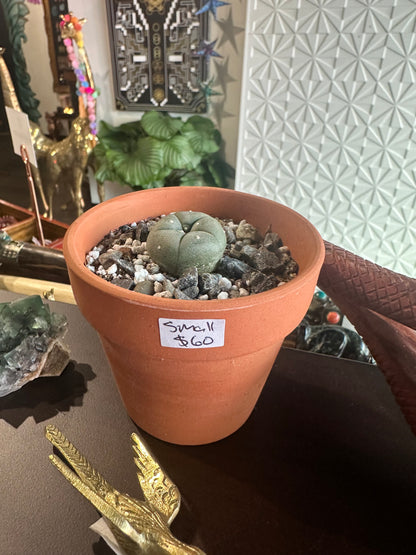 Peyote Button Small