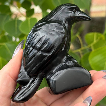 Large Obsidian Crow 