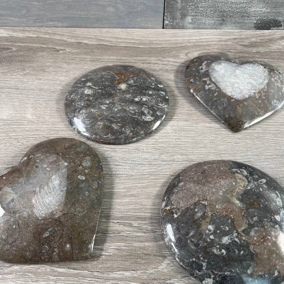 Ammonite Fossil Bowls | Genuine Fossil Crystal Dish