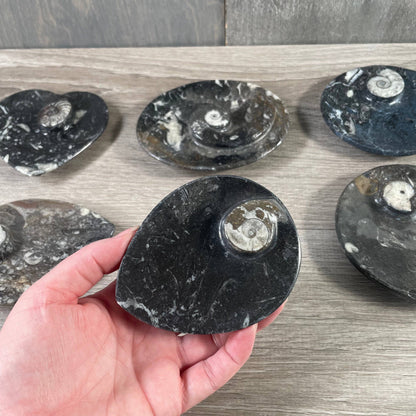 Ammonite Fossil Bowls | Genuine Fossil Crystal Dish
