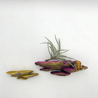 Ostrea Fungus Floating Shelf | Sculptural Wall Shelf
